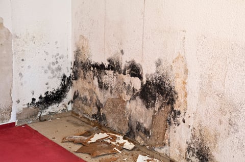 wallpaper in the living room full of mold schimmelpilz
