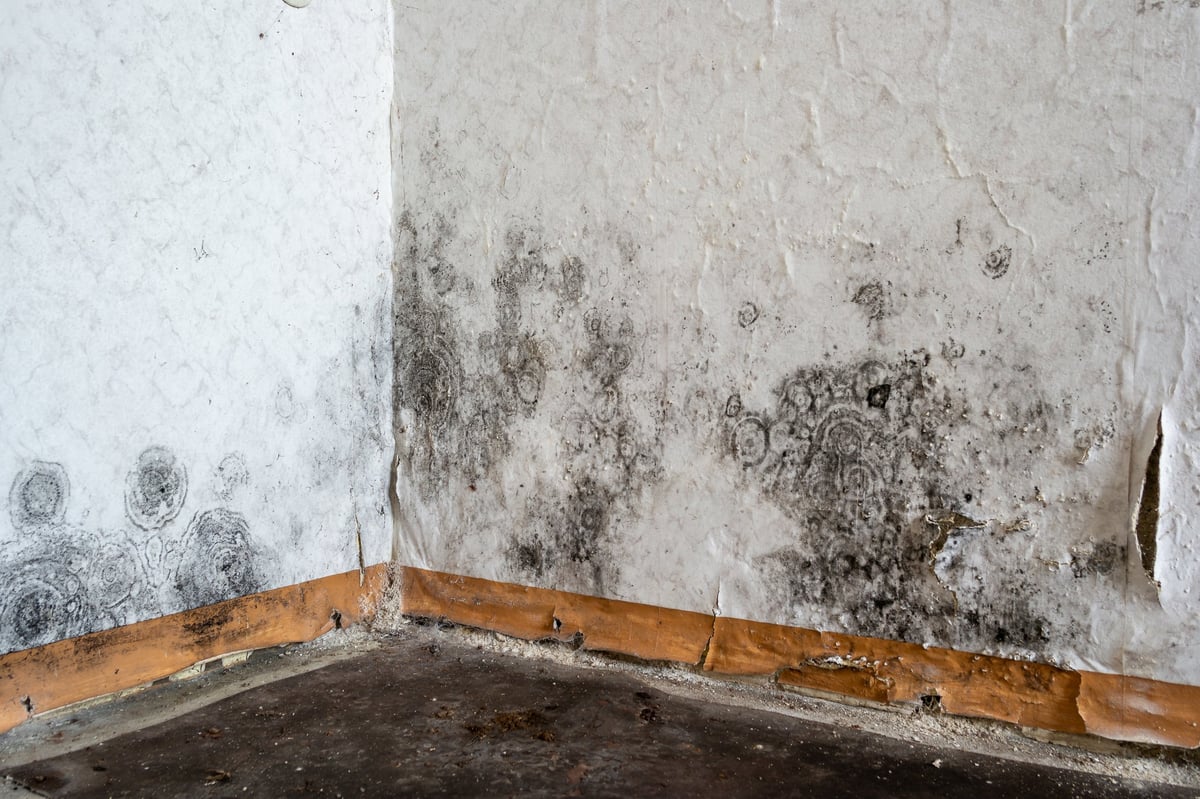 Black mold on the wallpaper on the wall in a room