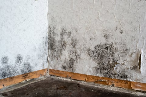Black mold on the wallpaper on the wall in a room