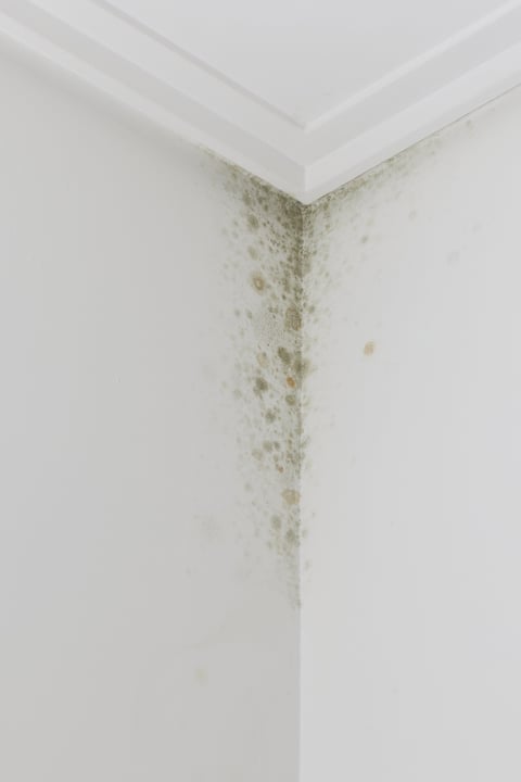 Fungus growing on a house wall indicating moisture damage and unhealthy indoor environment